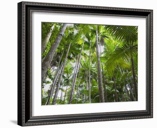 Queensland, Fraser Island, Tropical Palms in the Rainforest Area of Wanggoolba Creek, Australia-Andrew Watson-Framed Photographic Print