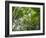 Queensland, Fraser Island, Tropical Palms in the Rainforest Area of Wanggoolba Creek, Australia-Andrew Watson-Framed Photographic Print