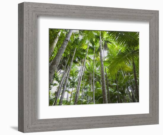 Queensland, Fraser Island, Tropical Palms in the Rainforest Area of Wanggoolba Creek, Australia-Andrew Watson-Framed Photographic Print