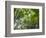 Queensland, Fraser Island, Tropical Palms in the Rainforest Area of Wanggoolba Creek, Australia-Andrew Watson-Framed Photographic Print