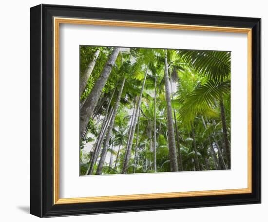 Queensland, Fraser Island, Tropical Palms in the Rainforest Area of Wanggoolba Creek, Australia-Andrew Watson-Framed Photographic Print