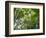 Queensland, Fraser Island, Tropical Palms in the Rainforest Area of Wanggoolba Creek, Australia-Andrew Watson-Framed Photographic Print