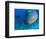 Queensland Grouper-Stuart Westmorland-Framed Photographic Print