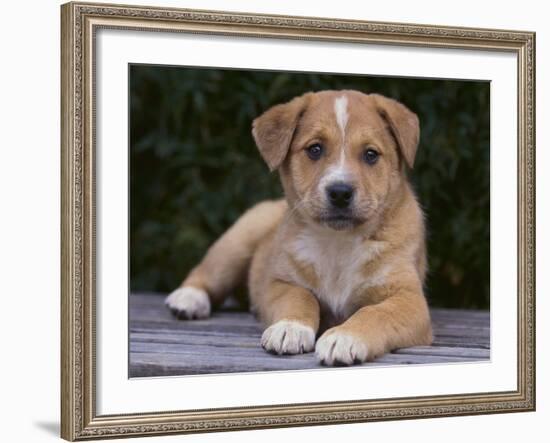Queensland Heeler Puppy-DLILLC-Framed Photographic Print
