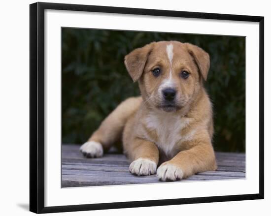 Queensland Heeler Puppy-DLILLC-Framed Photographic Print