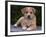 Queensland Heeler Puppy-DLILLC-Framed Photographic Print