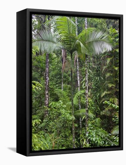 Queensland,, the Beautiful and Very Diverse Daintree Rainforest, North Queensland, Australia-Nigel Pavitt-Framed Premier Image Canvas