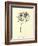 Queeriflora Babyoides-Edward Lear-Framed Giclee Print