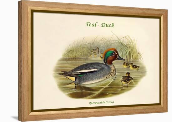 Querquedula Crecca - Teal - Duck-John Gould-Framed Stretched Canvas