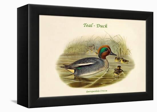 Querquedula Crecca - Teal - Duck-John Gould-Framed Stretched Canvas