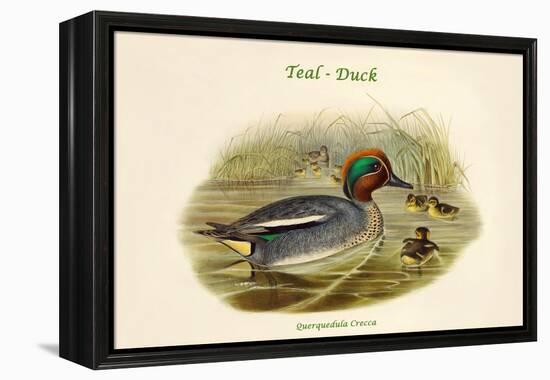 Querquedula Crecca - Teal - Duck-John Gould-Framed Stretched Canvas