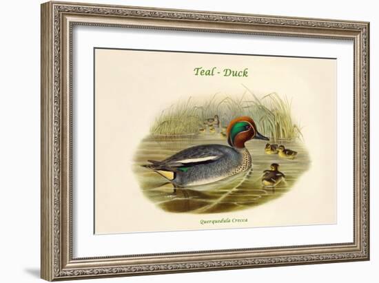 Querquedula Crecca - Teal - Duck-John Gould-Framed Art Print