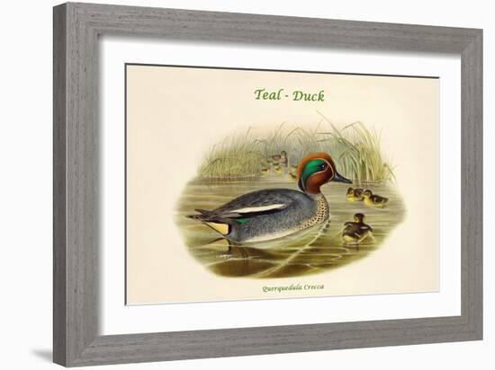 Querquedula Crecca - Teal - Duck-John Gould-Framed Art Print