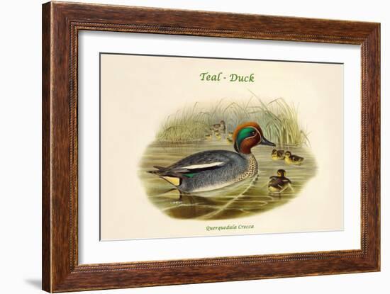 Querquedula Crecca - Teal - Duck-John Gould-Framed Art Print