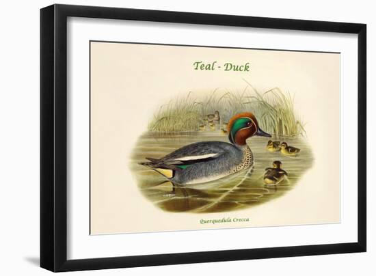 Querquedula Crecca - Teal - Duck-John Gould-Framed Art Print