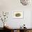 Querquedula Crecca - Teal - Duck-John Gould-Framed Art Print displayed on a wall