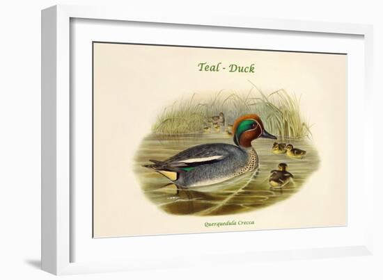 Querquedula Crecca - Teal - Duck-John Gould-Framed Art Print