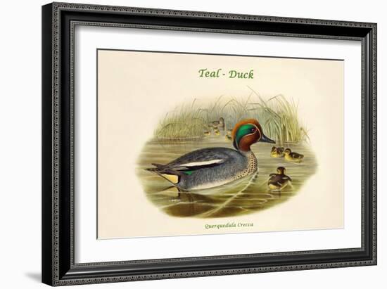 Querquedula Crecca - Teal - Duck-John Gould-Framed Art Print