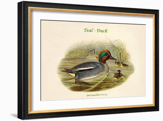 Querquedula Crecca - Teal - Duck-John Gould-Framed Art Print