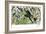 Quetzal, Toucans, and Other Tropical Birds-null-Framed Giclee Print