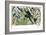 Quetzal, Toucans, and Other Tropical Birds-null-Framed Giclee Print