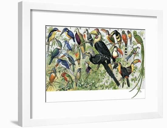 Quetzal, Toucans, and Other Tropical Birds-null-Framed Giclee Print