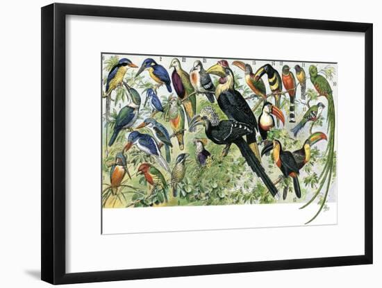 Quetzal, Toucans, and Other Tropical Birds-null-Framed Giclee Print