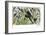 Quetzal, Toucans, and Other Tropical Birds-null-Framed Giclee Print