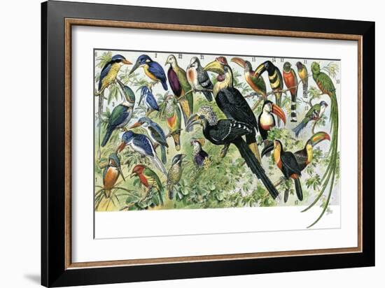 Quetzal, Toucans, and Other Tropical Birds-null-Framed Giclee Print