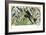 Quetzal, Toucans, and Other Tropical Birds-null-Framed Giclee Print