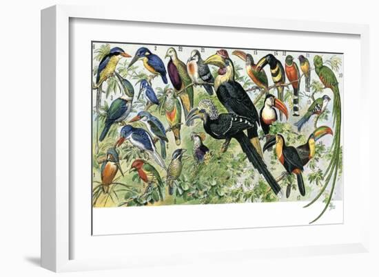 Quetzal, Toucans, and Other Tropical Birds-null-Framed Giclee Print