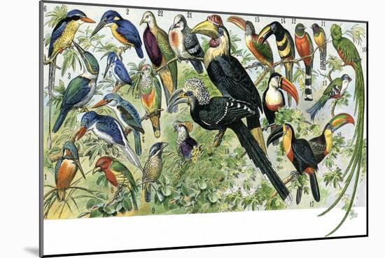 Quetzal, Toucans, and Other Tropical Birds-null-Mounted Giclee Print