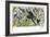 Quetzal, Toucans, and Other Tropical Birds-null-Framed Giclee Print