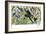 Quetzal, Toucans, and Other Tropical Birds-null-Framed Giclee Print