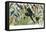 Quetzal, Toucans, and Other Tropical Birds-null-Framed Premier Image Canvas