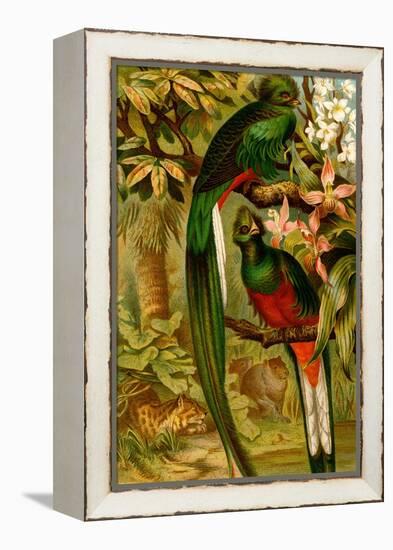 Quetzal-F.W. Kuhnert-Framed Stretched Canvas
