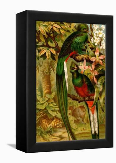 Quetzal-F.W. Kuhnert-Framed Stretched Canvas