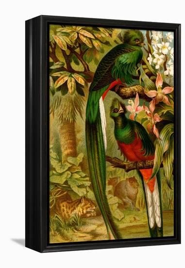 Quetzal-F.W. Kuhnert-Framed Stretched Canvas