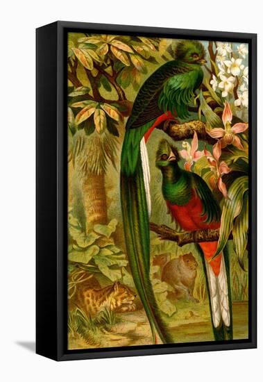 Quetzal-F.W. Kuhnert-Framed Stretched Canvas