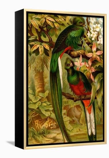 Quetzal-F.W. Kuhnert-Framed Stretched Canvas