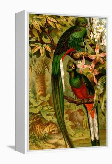 Quetzal-F.W. Kuhnert-Framed Stretched Canvas