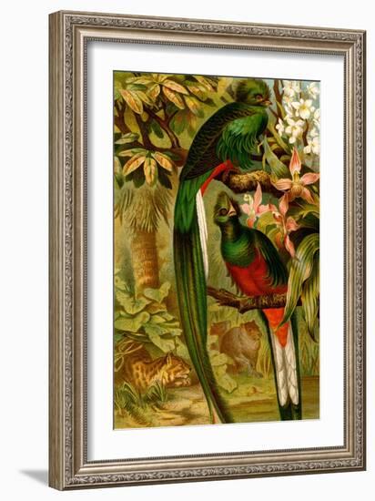 Quetzal-F.W. Kuhnert-Framed Art Print