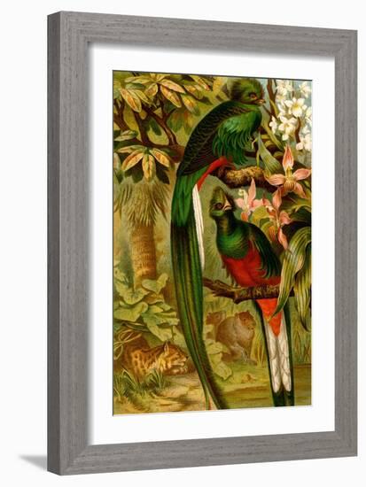 Quetzal-F.W. Kuhnert-Framed Art Print