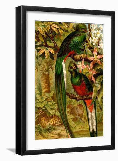 Quetzal-F.W. Kuhnert-Framed Art Print