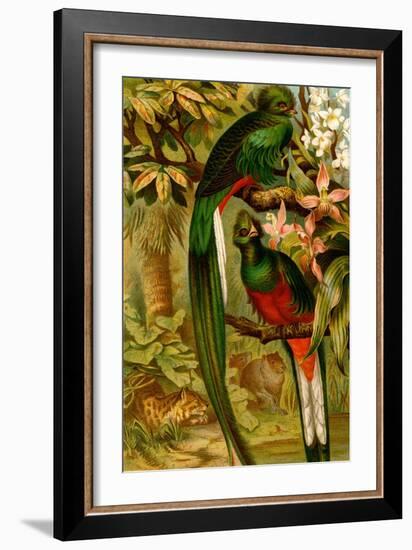 Quetzal-F.W. Kuhnert-Framed Art Print