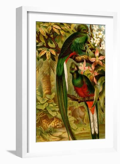 Quetzal-F.W. Kuhnert-Framed Art Print