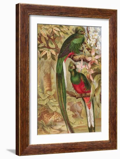 Quetzal-null-Framed Giclee Print