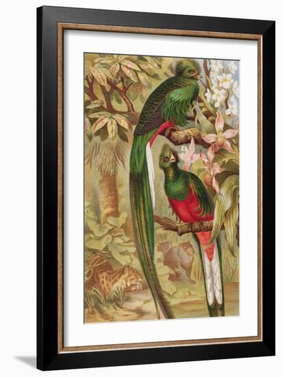 Quetzal-null-Framed Giclee Print