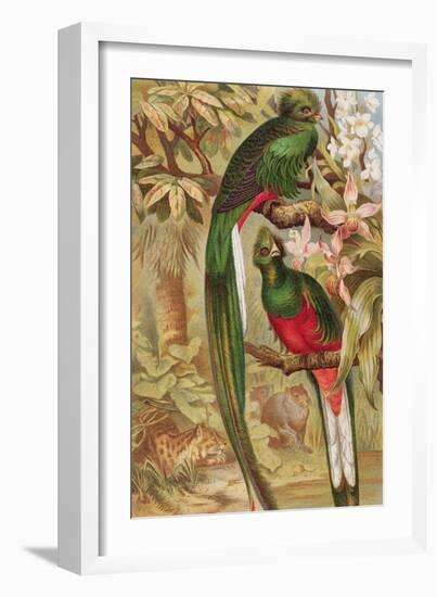 Quetzal-null-Framed Giclee Print