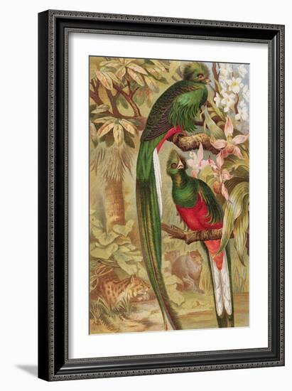 Quetzal-null-Framed Giclee Print